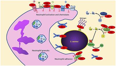 Epic Immune Battles of History: Neutrophils vs. Staphylococcus aureus